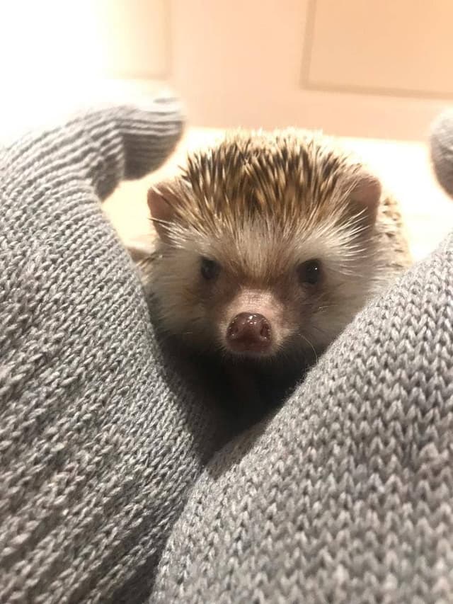 ふくろうのいるカフェ 天神 - サブ画像1