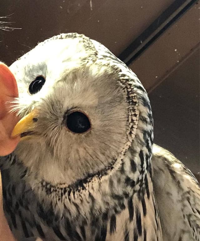 鳥のいるカフェ 谷中本店 - サブ画像2