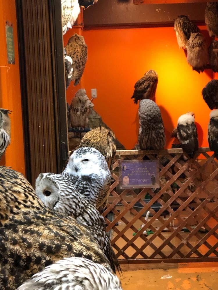 鳥のいるカフェ 谷中本店