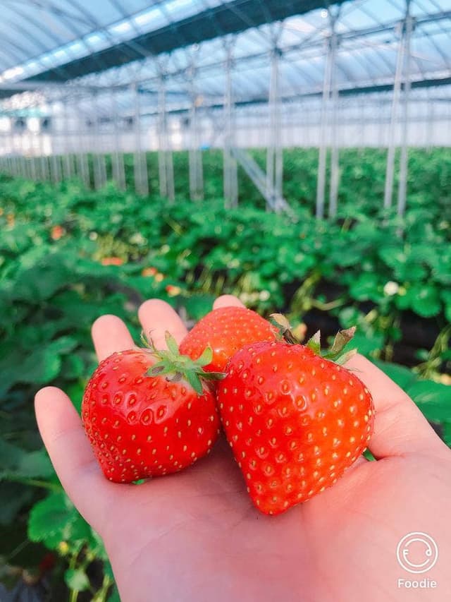 スカイファーム - サブ画像3