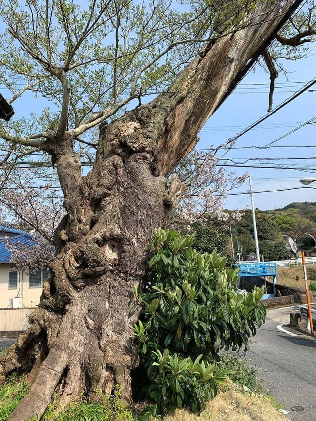 喫茶むくの木 - サブ画像1
