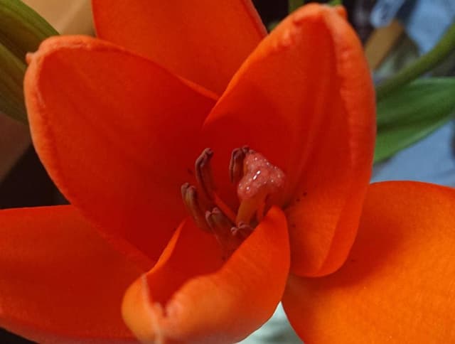 なかや宗義 荘内店 - サブ画像1