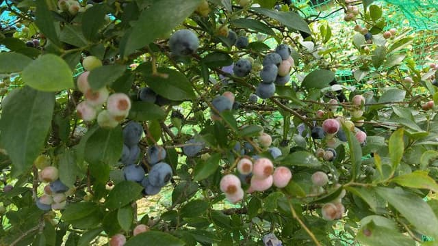 こだわりとんかつ カツ陣 山陽店 - サブ画像3