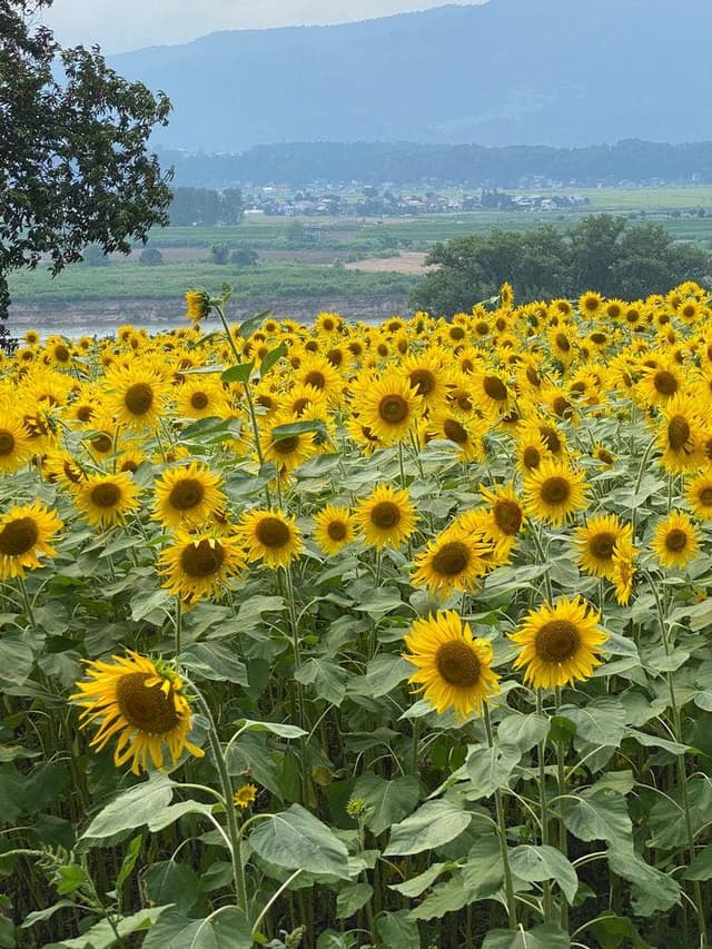 レストラン サージ - サブ画像3