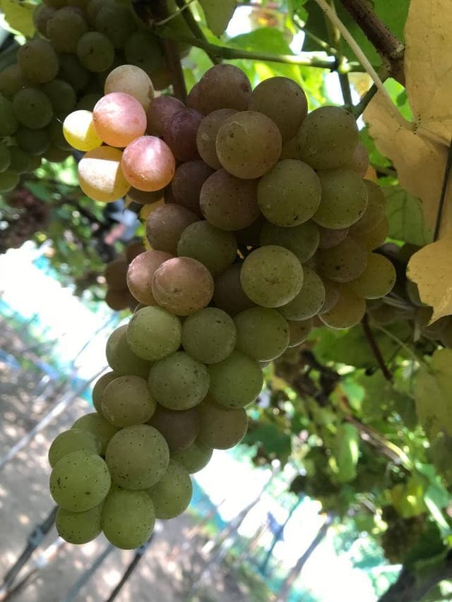 高橋フルーツランドカフェ - サブ画像3