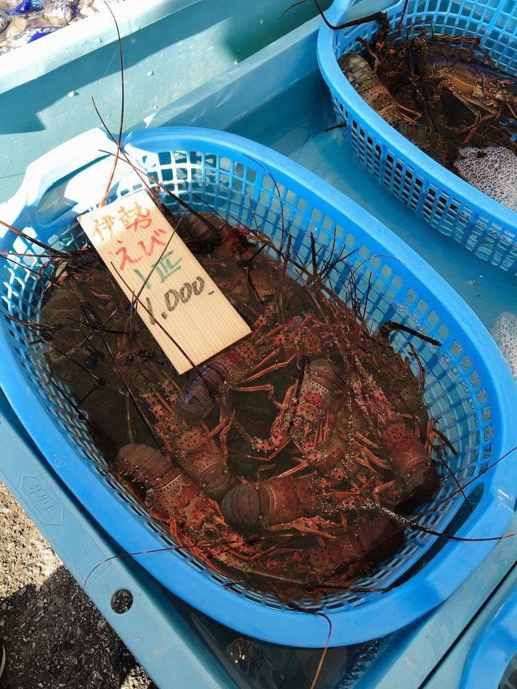 大原漁港 港の朝市