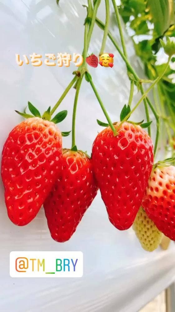 TOMO&BERRY ひまわりいちご園