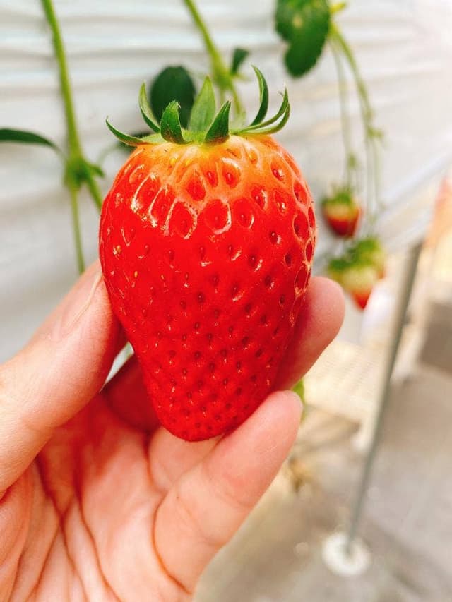 TOMO&BERRY ひまわりいちご園 - サブ画像1