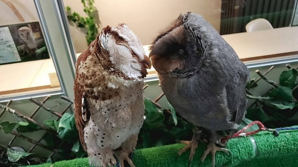 ふくろうカフェ アウルの城