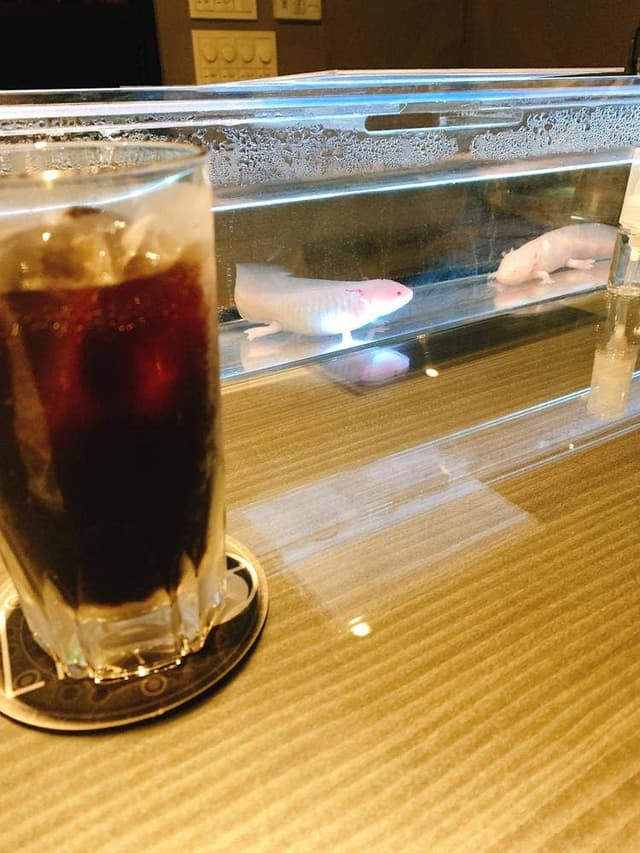 Reptiles Bar LIRIO - サブ画像1