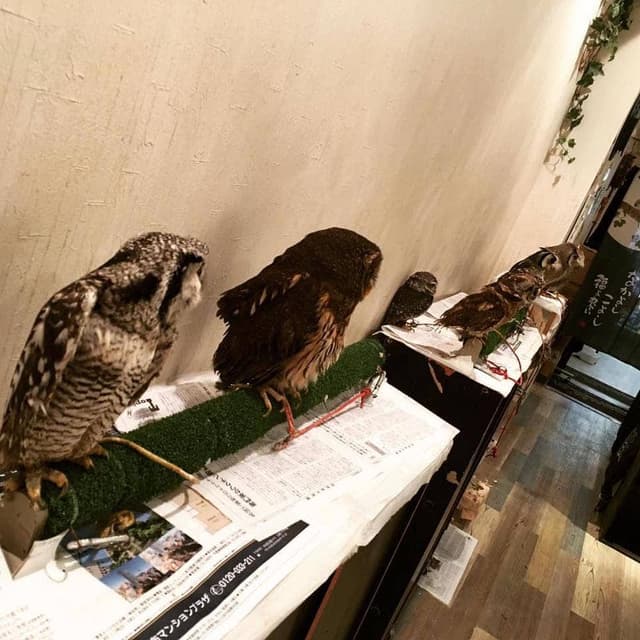 フクロウカフェ もふもふ 銀座 - サブ画像1
