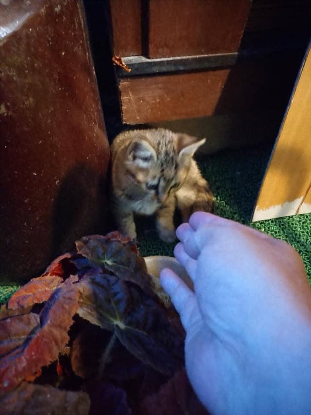 民宿りんどう - サブ画像2