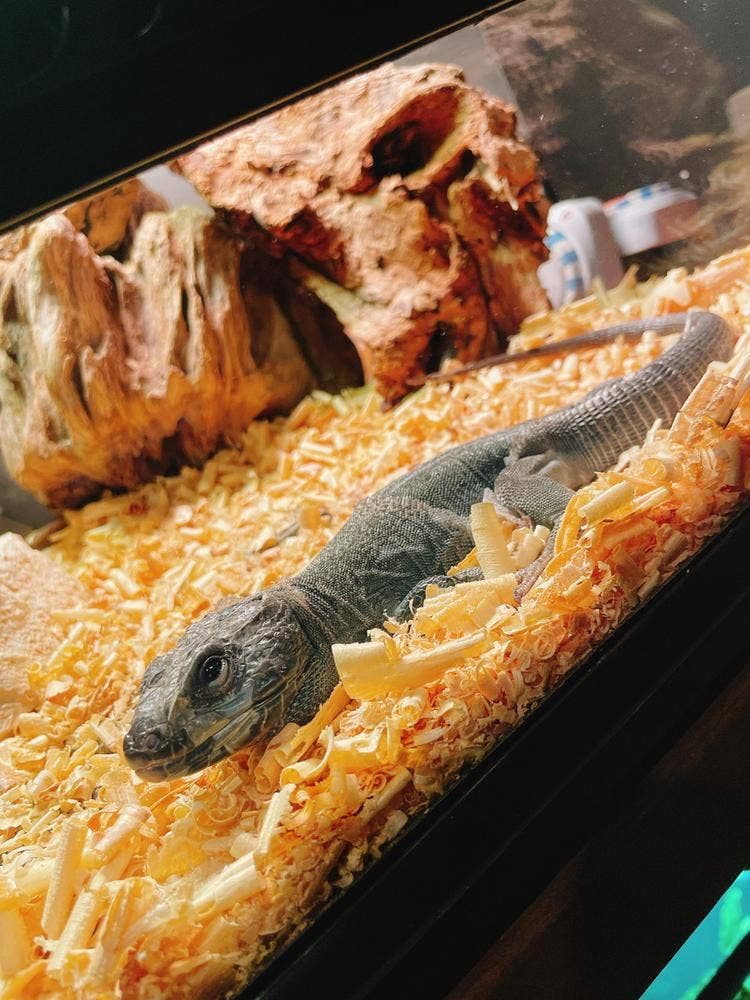 Reptiles Bar LIRIO