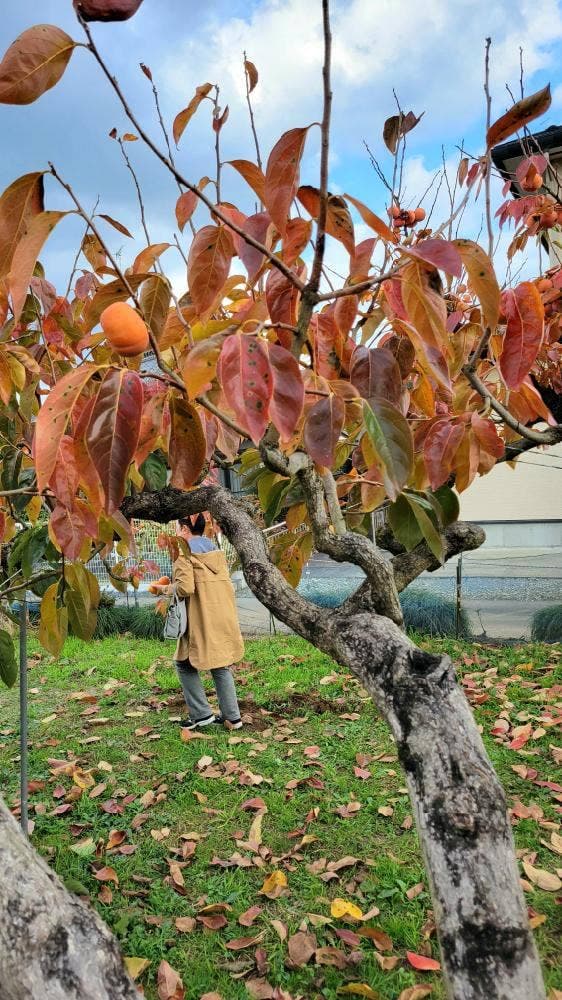 安田果樹園 - サブ画像2