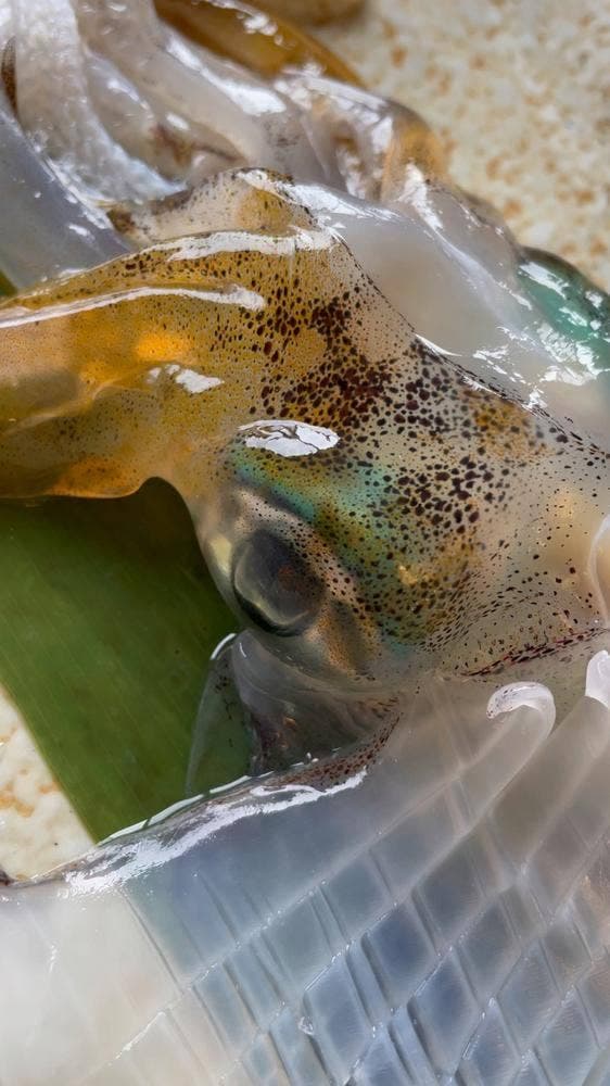 いか道楽 - サブ画像2