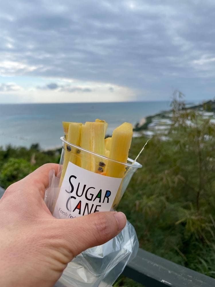 SUGAR CANE