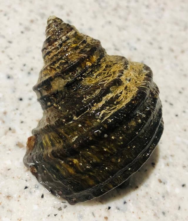 清海 - サブ画像1