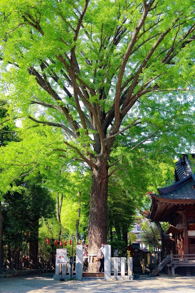 珈琲屋台 風薫る神社なおきち - サブ画像1