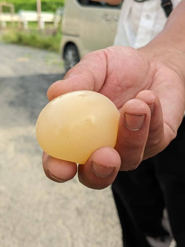 田舎の大鵬 - サブ画像1