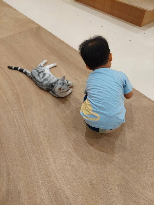 CatCafeMOFFイオンモール豊川店 - サブ画像2