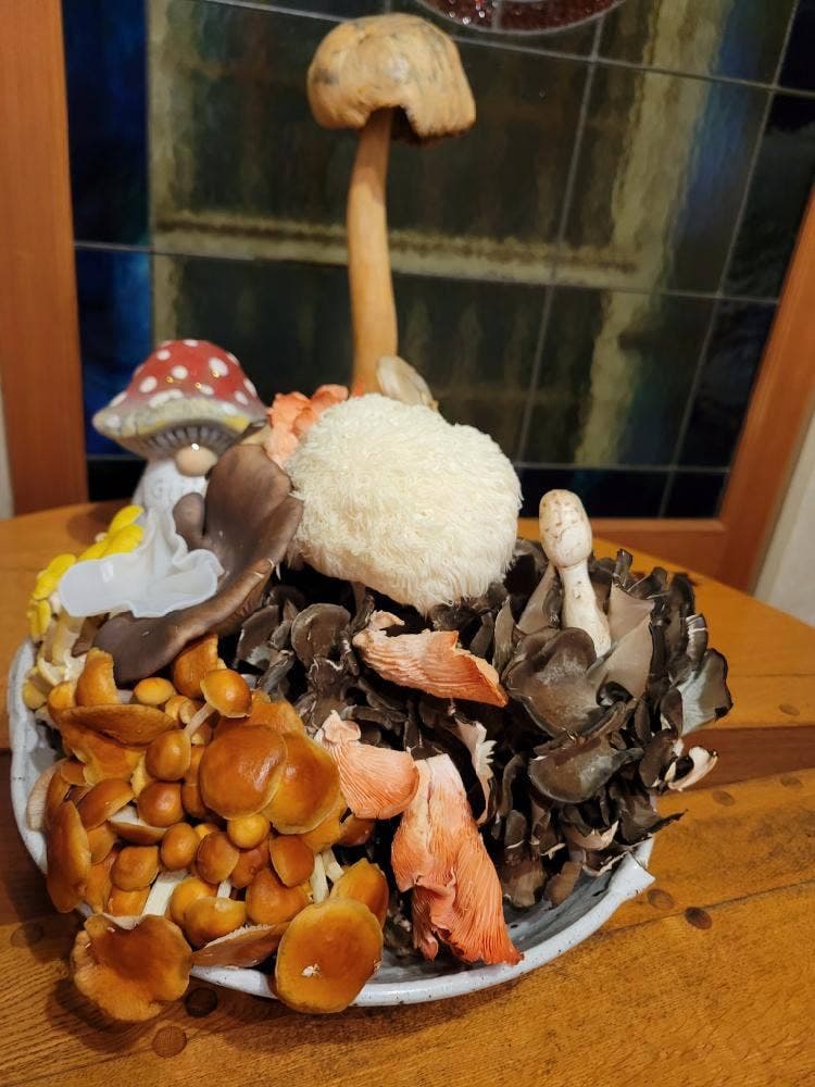 きのこ料理 創士庵