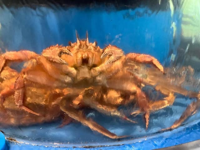 かに道楽 神戸ハーバーランド店 - サブ画像1