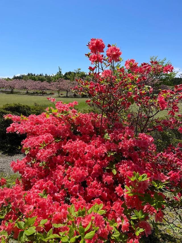 レストラン アカショウビン - サブ画像3