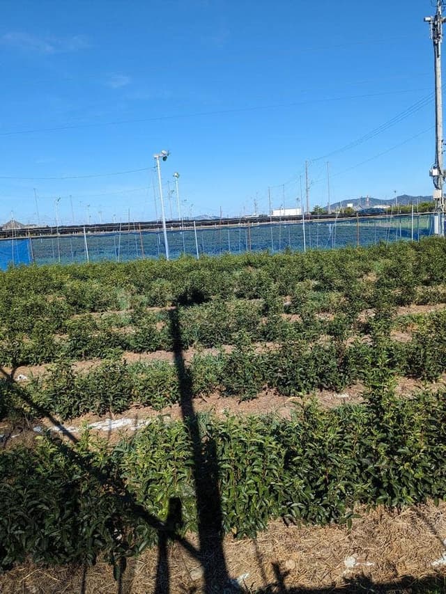 赤堀製茶場 - サブ画像3