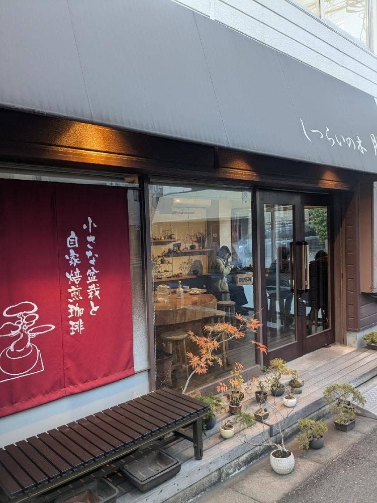 しつらいの木 朋