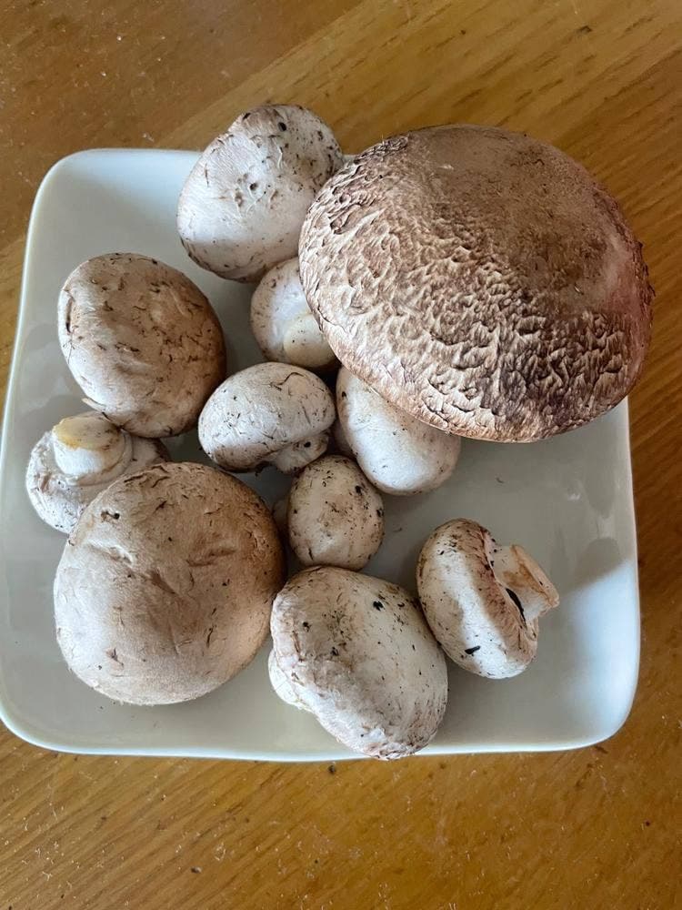 マッシュルームスタンド 舟形