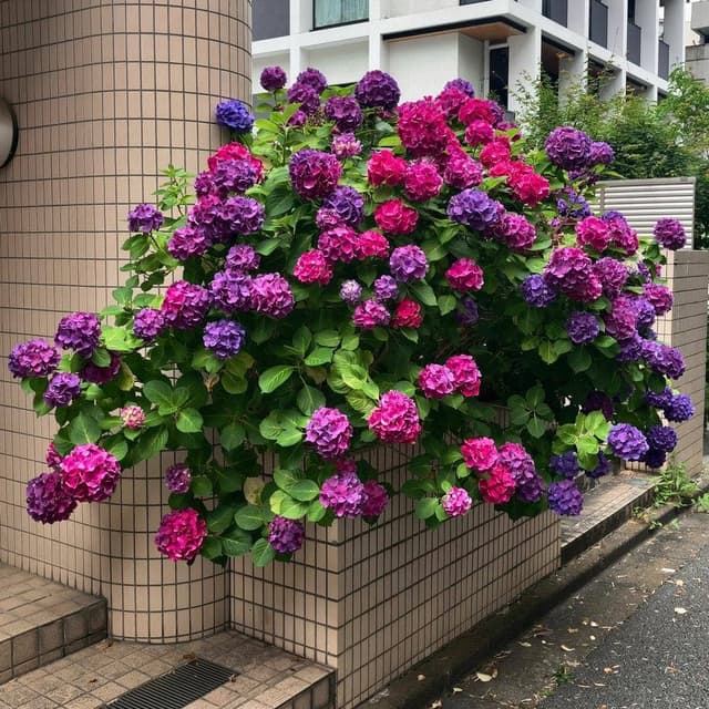 京菓子處鼓月東京本店 - サブ画像3
