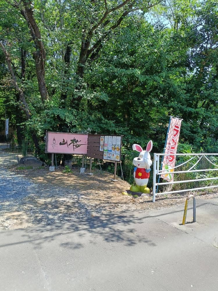 山桜