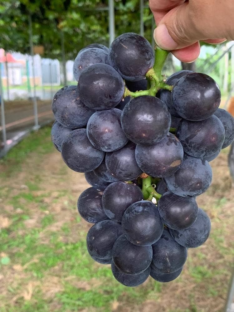 ハーブワールドAKITA レストラン