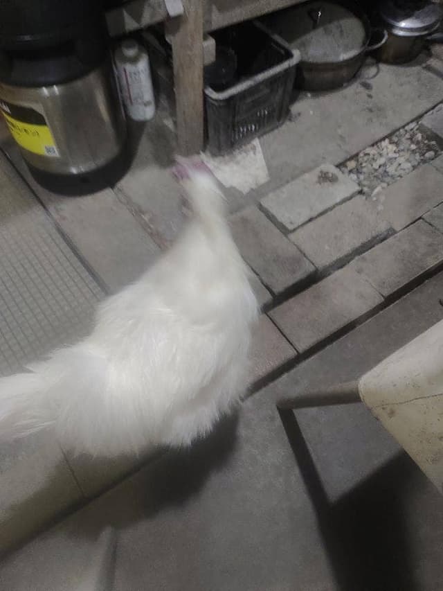 やきとり長谷川 - サブ画像2