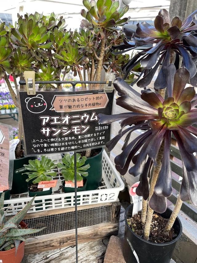 Boulangerie Yanagawa - サブ画像1