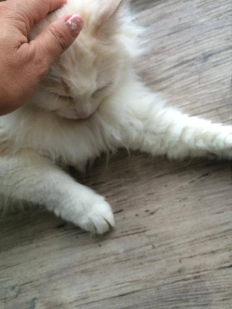 Moff animal cafe iiasつくば店