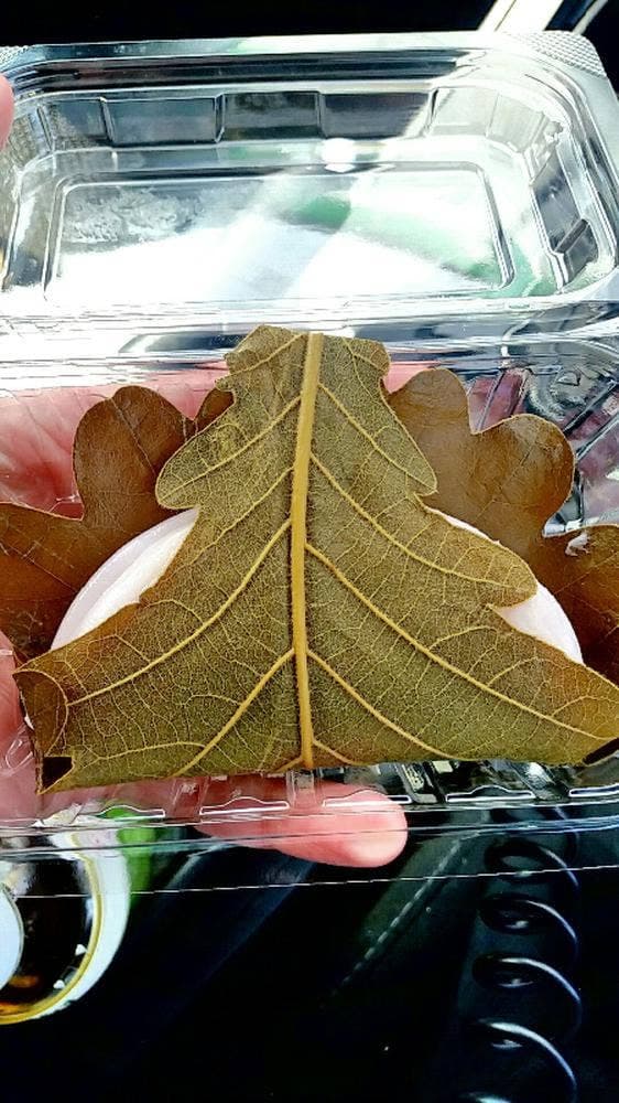 亀印本舗 エクセルみなみ店 - サブ画像3