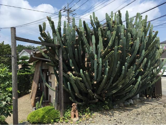 砥部焼・茶房 さなぎ屋 - サブ画像1