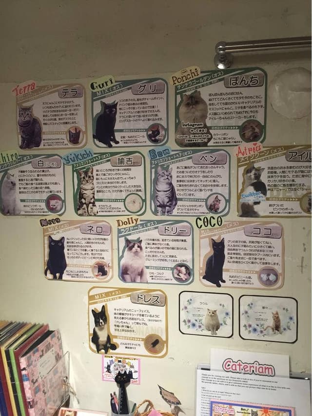 cat cafe Cateriam - サブ画像2