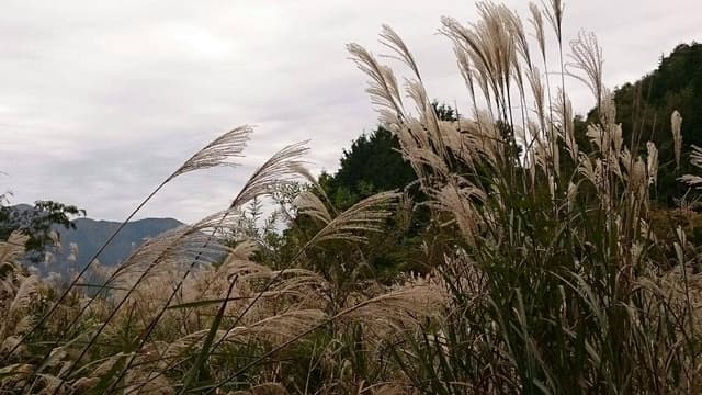ツリーハウスレストラン 但馬高原植物園 - サブ画像3