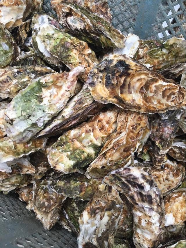 小島水産かき養殖場 - サブ画像1