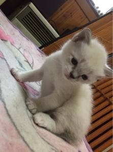 パルティア