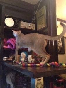 猫