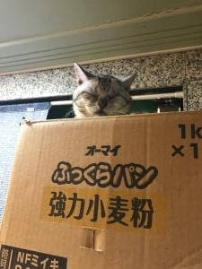 本町通 八