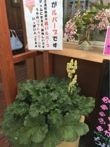 山頂カフェ 富士見パノラマリゾート