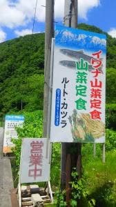 ルート・カツラ
