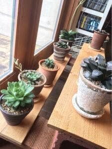 ROY’S GARDEN