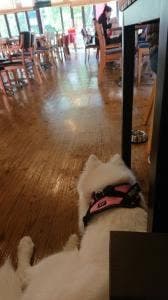 DOGGARDENRESORT那須店