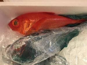 ひもの浜