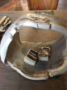 ルナパルパドス 今田